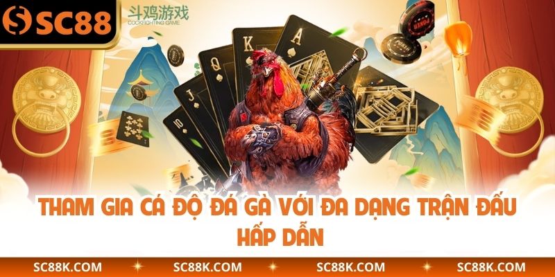 Tham gia cá độ đá gà với đa dạng trận đấu hấp dẫn